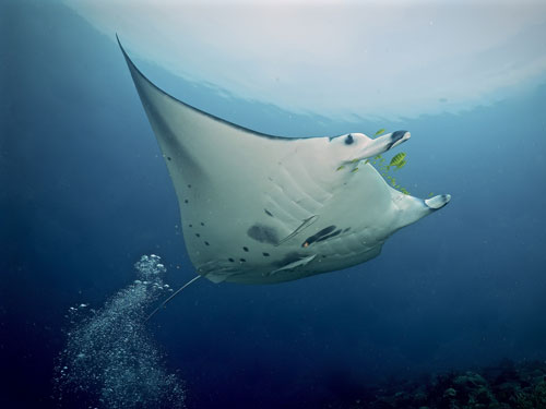Dive Center